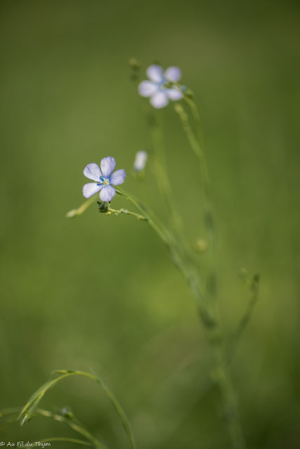 Photographie Plante
