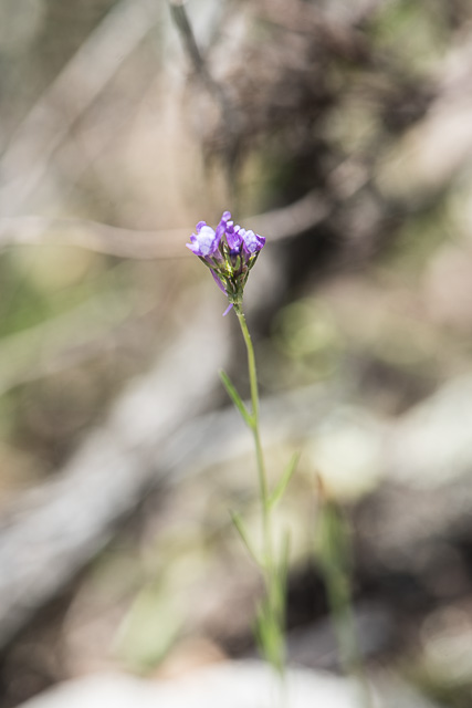 Photographie Plante