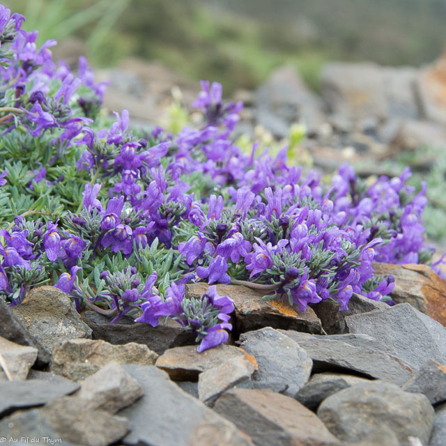 Photographie Plante