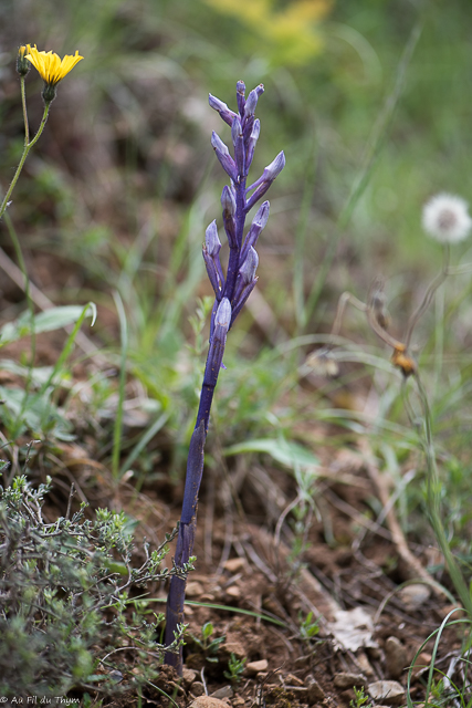 Photographie Plante