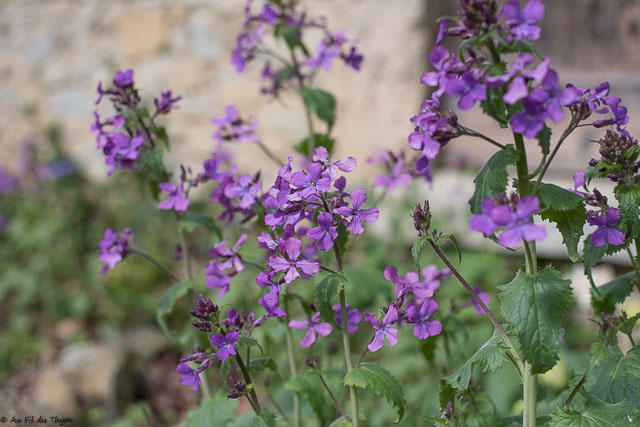 Photographie Plante