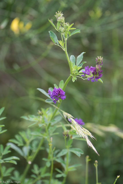 Photographie Plante