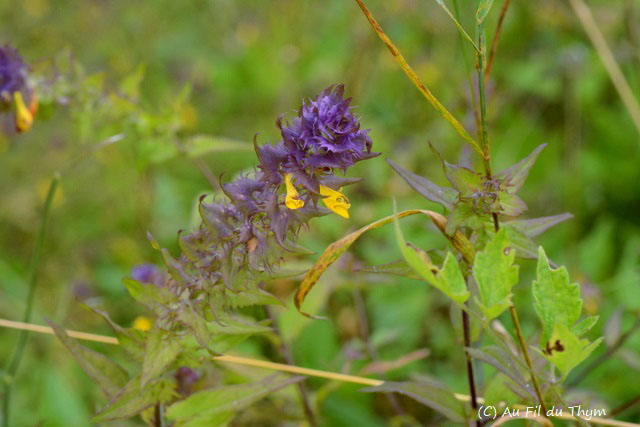 Photographie Plante