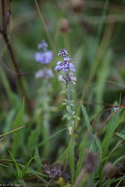 Photographie Plante