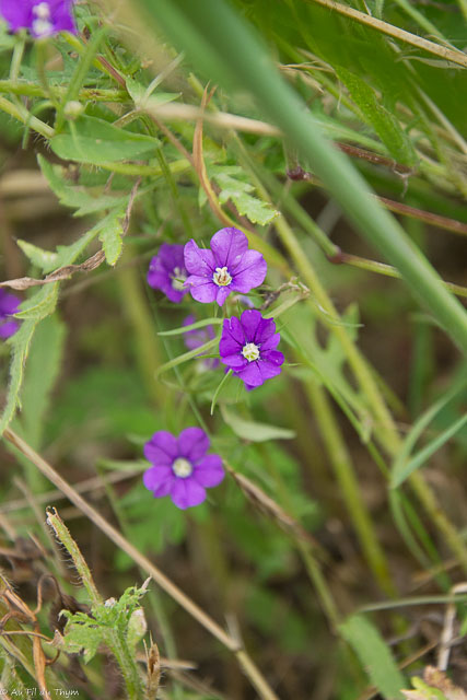 Photographie Plante