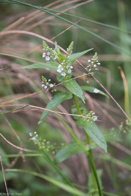 Photographie Plante