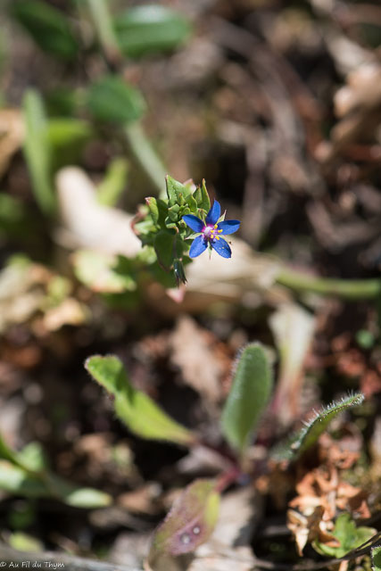 Photographie Plante