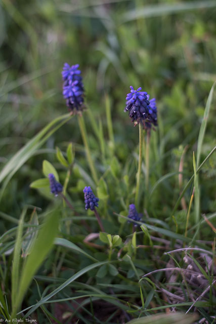 Photographie Plante
