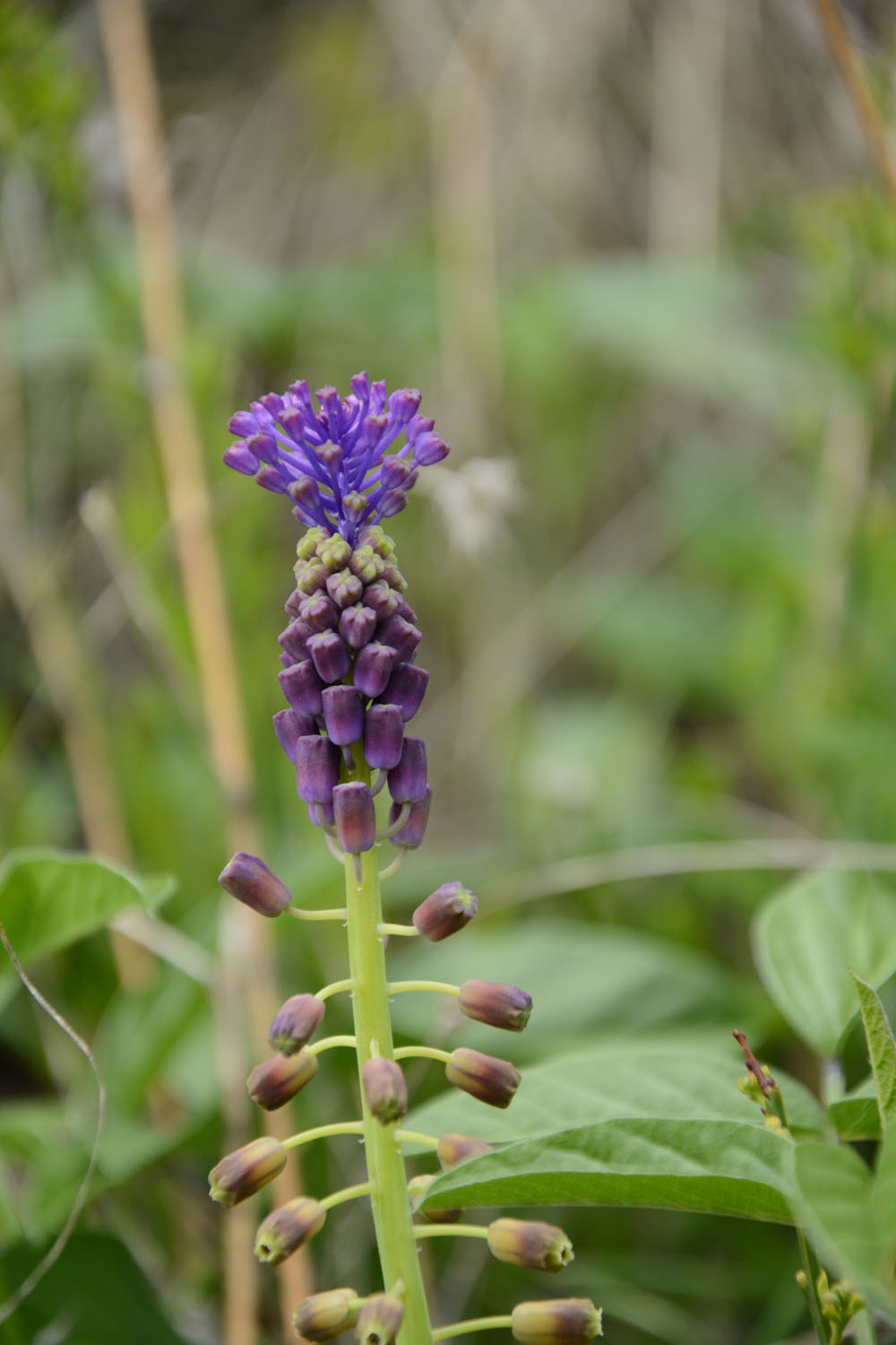 Photographie Plante