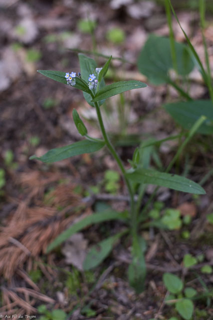 Photographie Plante