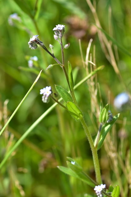 Photographie Plante