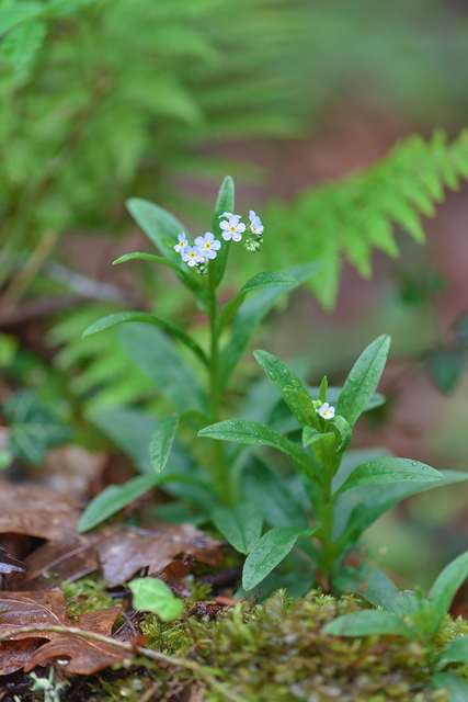 Photographie Plante