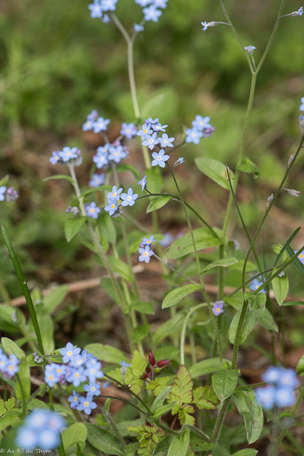 Photographie Plante