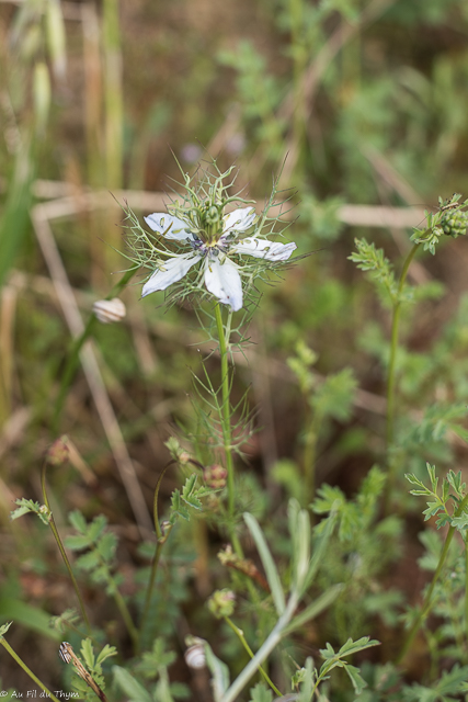 Photographie Plante
