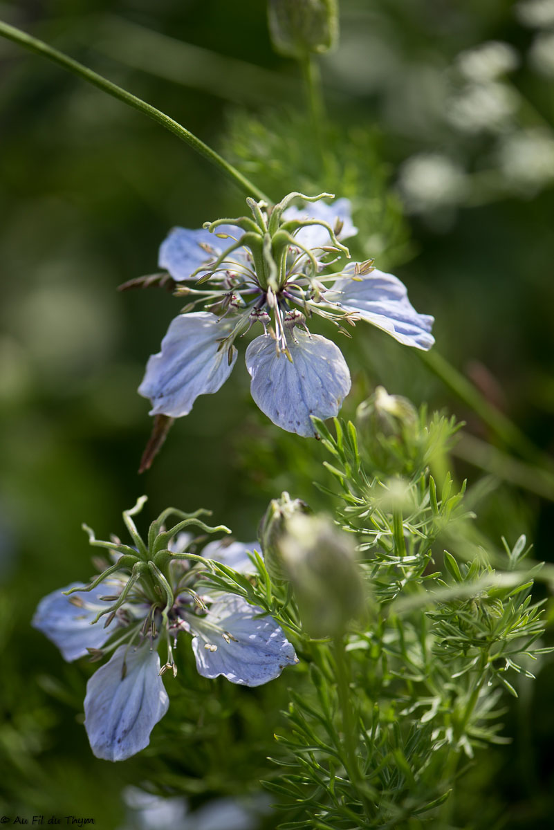 Photographie Plante