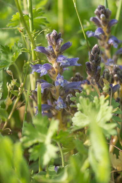 Photographie Plante