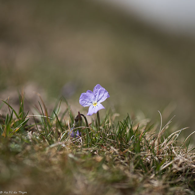 Photographie Plante