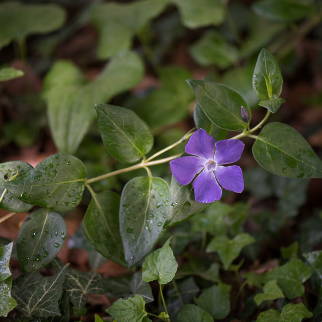 Photographie Plante