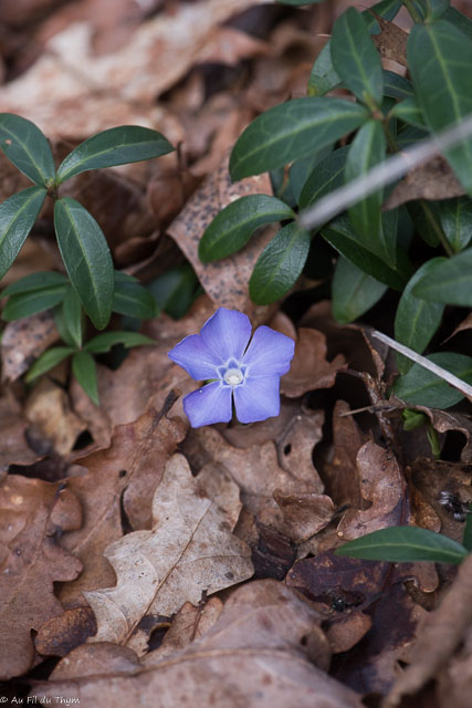 Photographie Plante