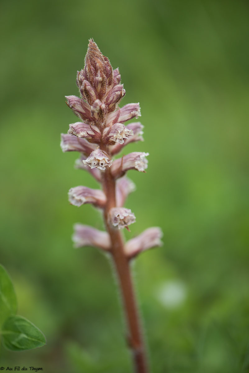 Photographie Plante