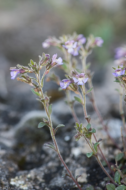 Photographie Plante