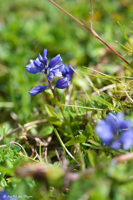 Photographie Plante