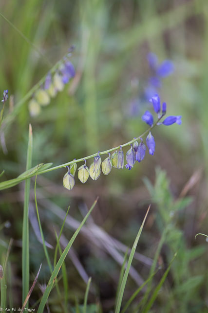 Photographie Plante