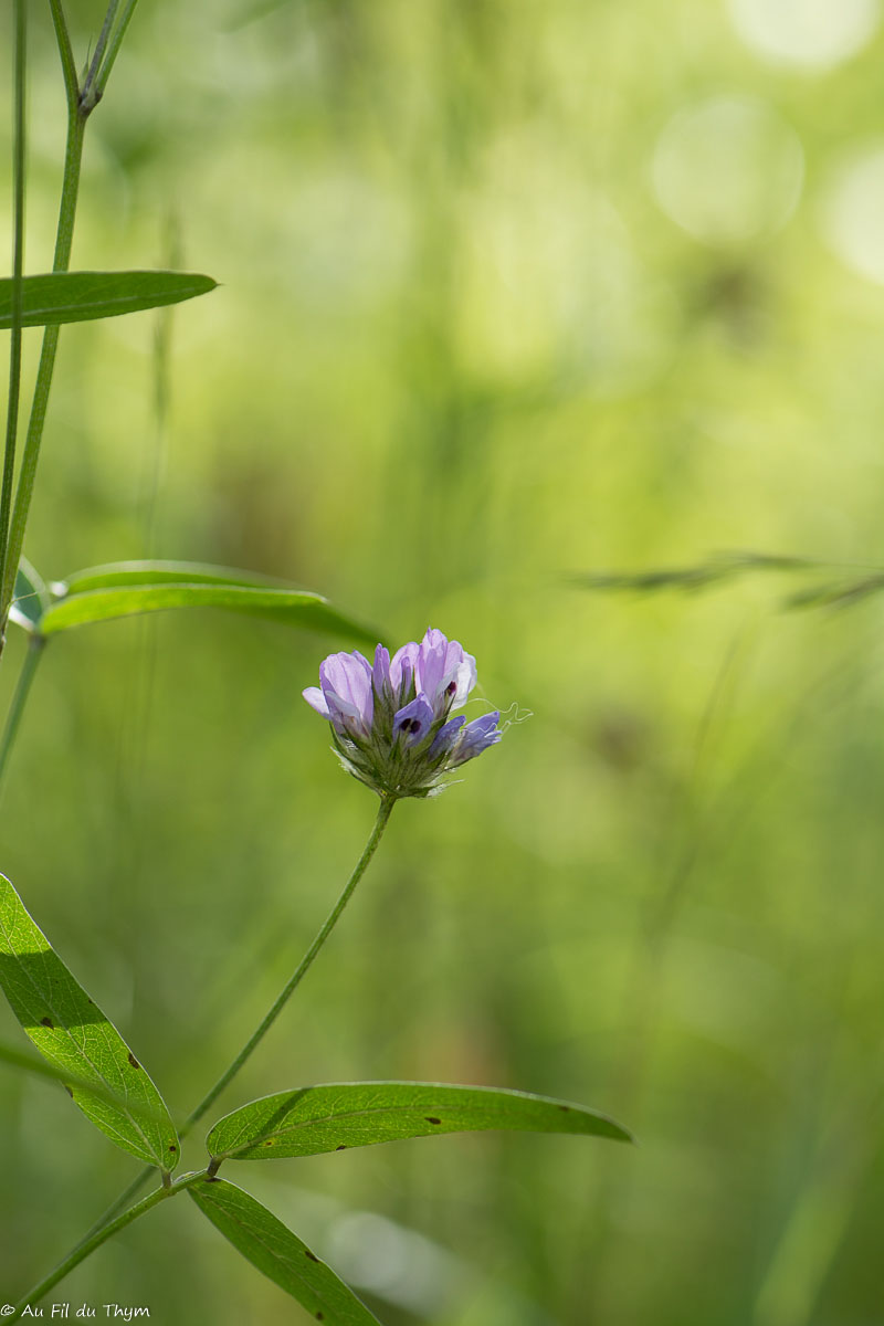 Photographie Plante