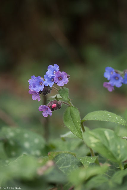 Photographie Plante