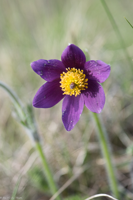 Photographie Plante