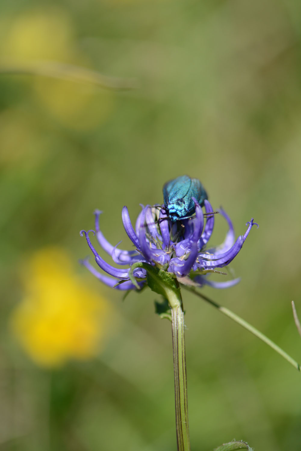 Photographie Plante