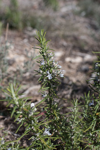Photographie Plante