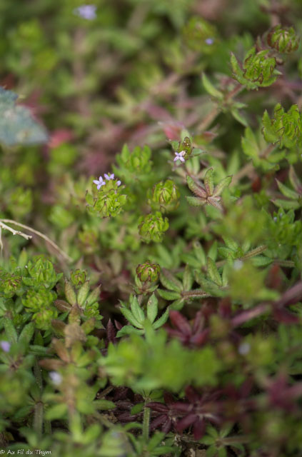 Photographie Plante