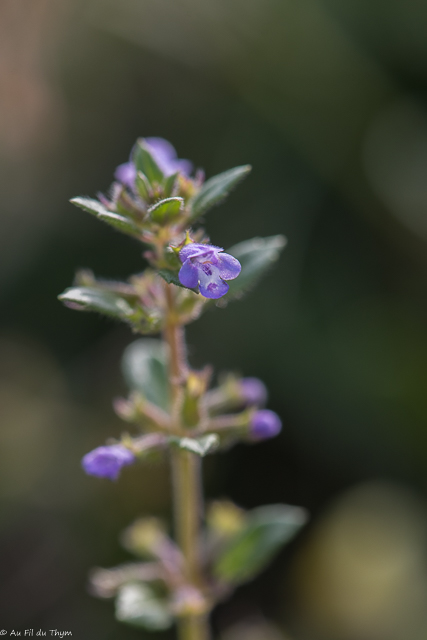 Photographie Plante