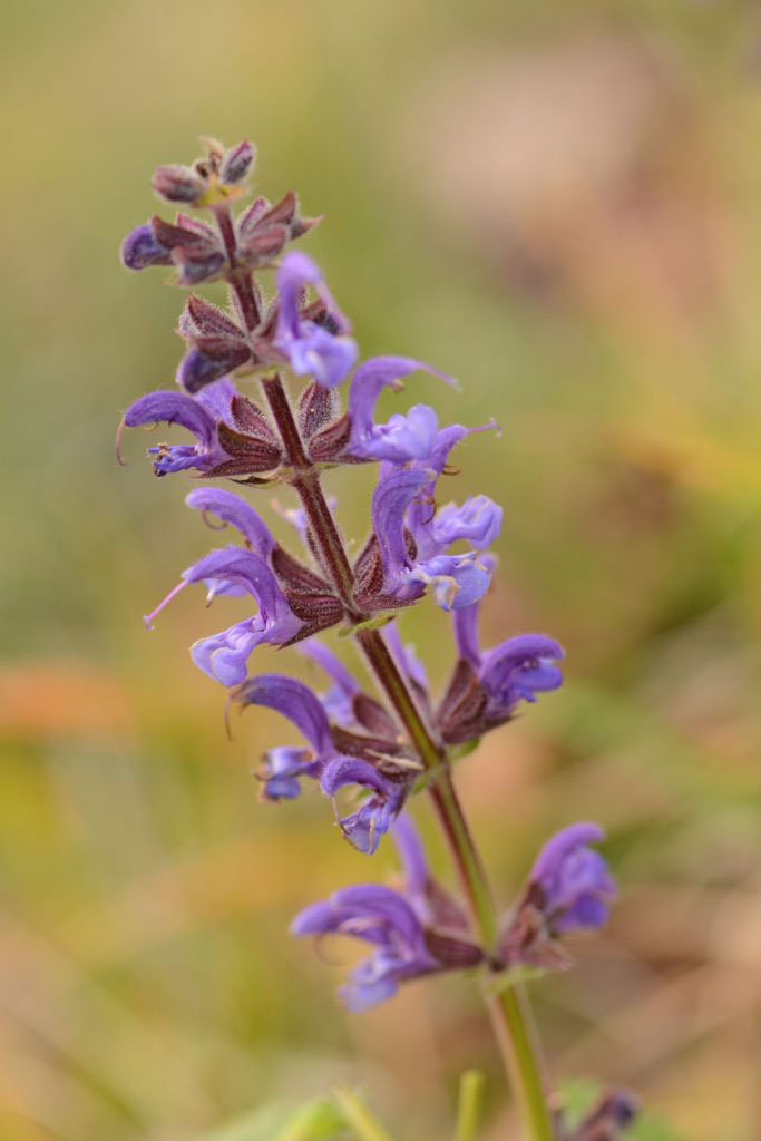Photographie Plante