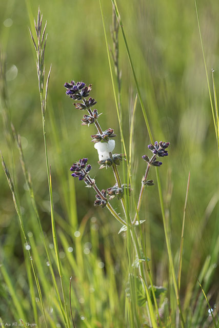 Photographie Plante