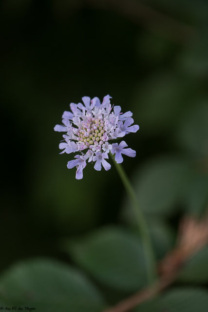Photographie Plante