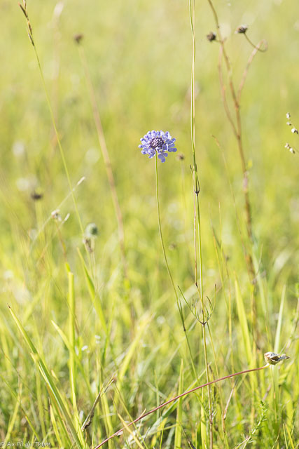 Photographie Plante