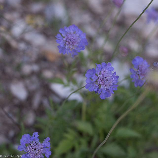 Photographie Plante