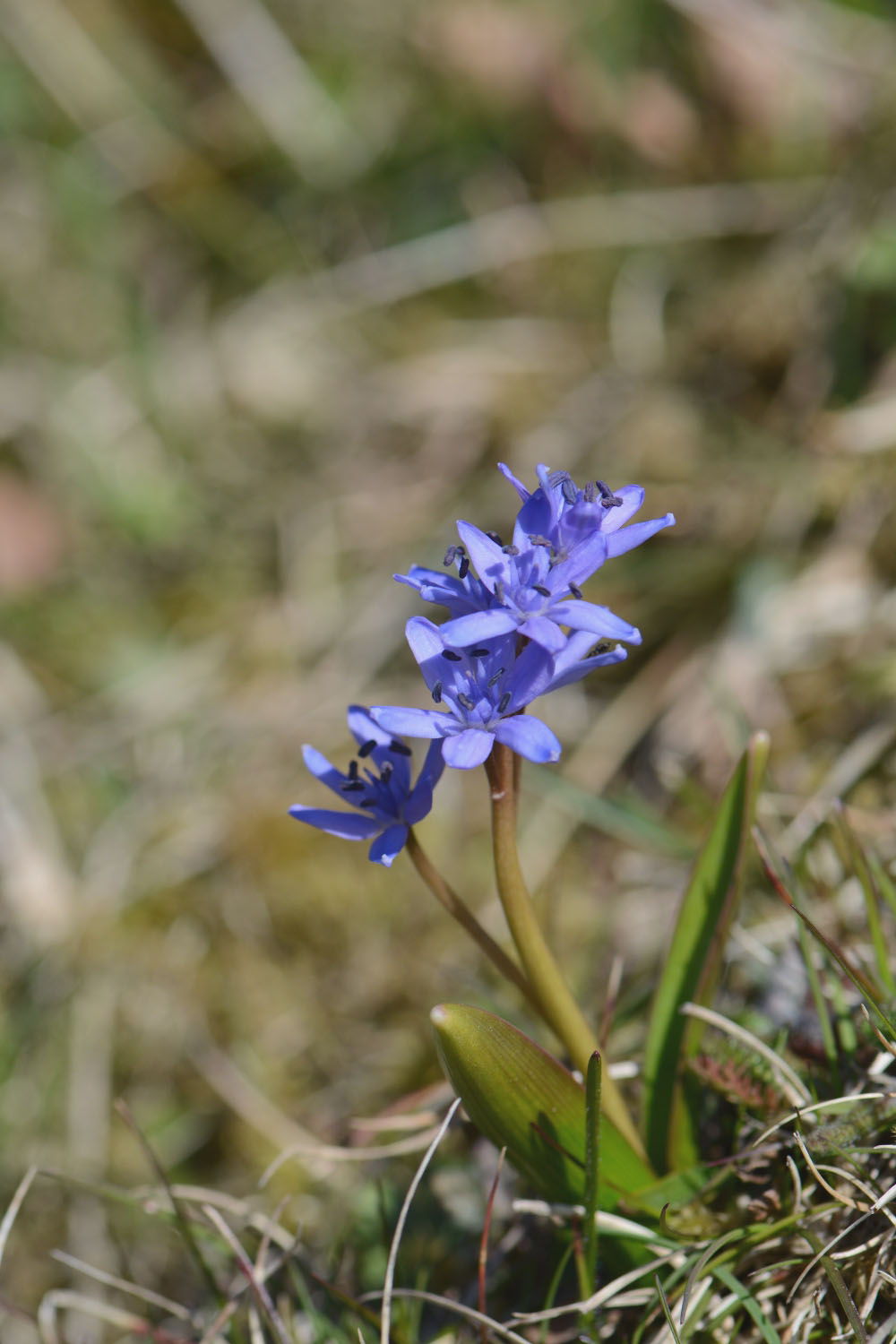 Photographie Plante