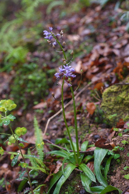 Photographie Plante