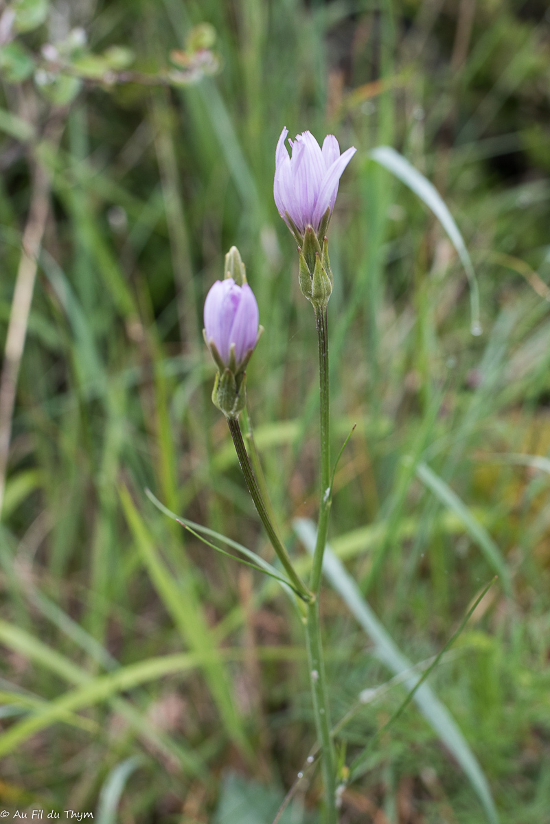 Photographie Plante