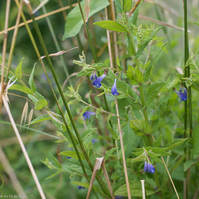 Photographie Plante