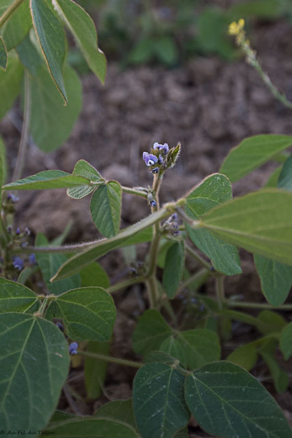 Photographie Plante