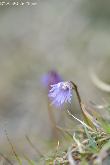 Photographie Plante