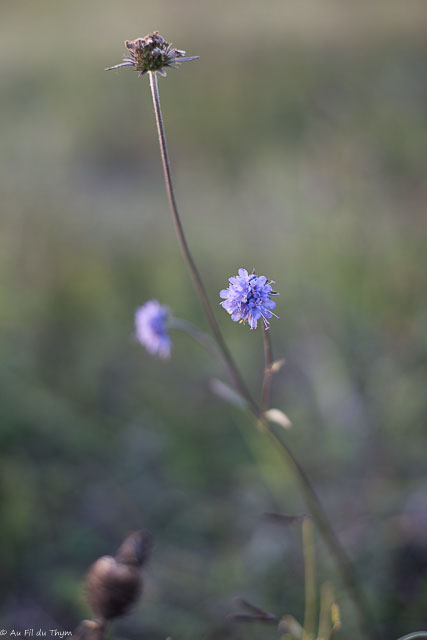 Photographie Plante