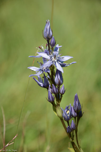 Photographie Plante