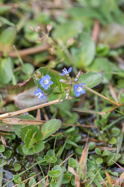 Photographie Plante