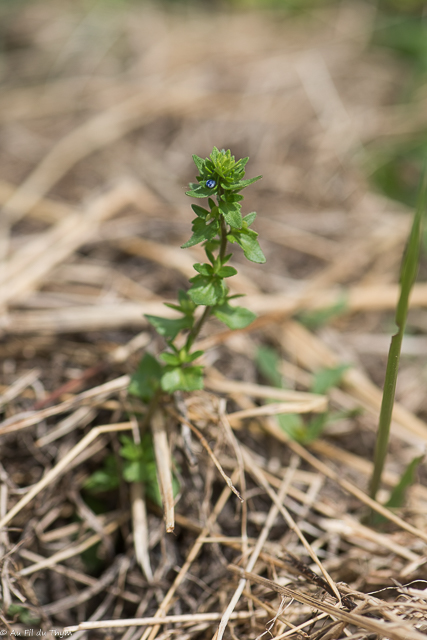Photographie Plante