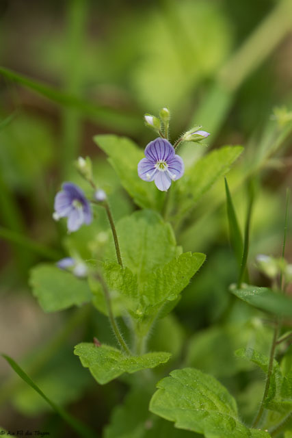 Photographie Plante